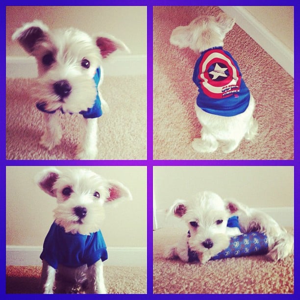 First dog purchase. Looking for a dog.