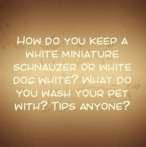How do you keep a white miniature schnauzer white? Dog tear staining, miniature schnauzer bear staining