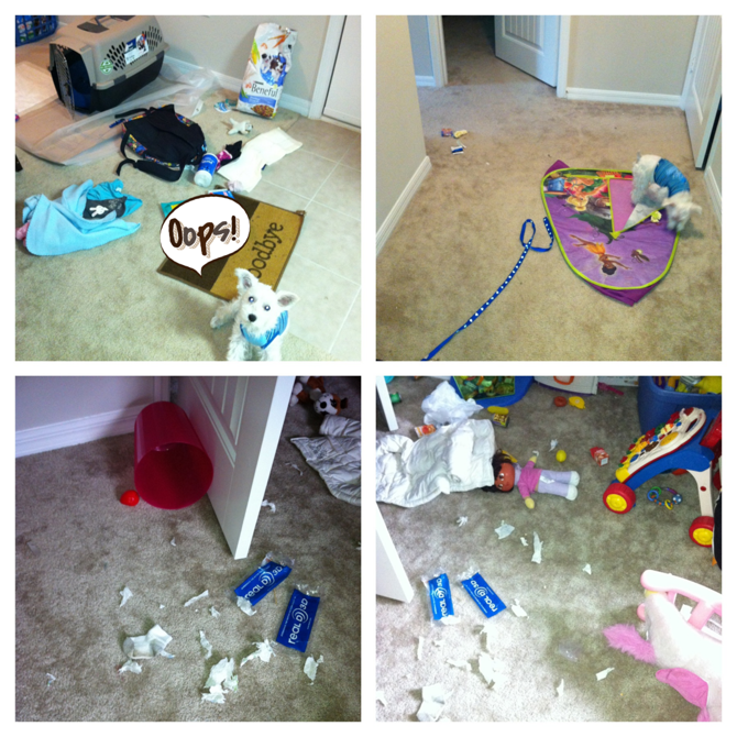 Dog home alone. Dog destroys apartment.