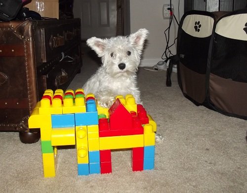 Blog Paws Wordless Wednesday Blog Hop - Lego Blocks