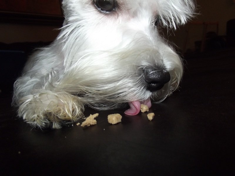 Simba snacking on his dog treat