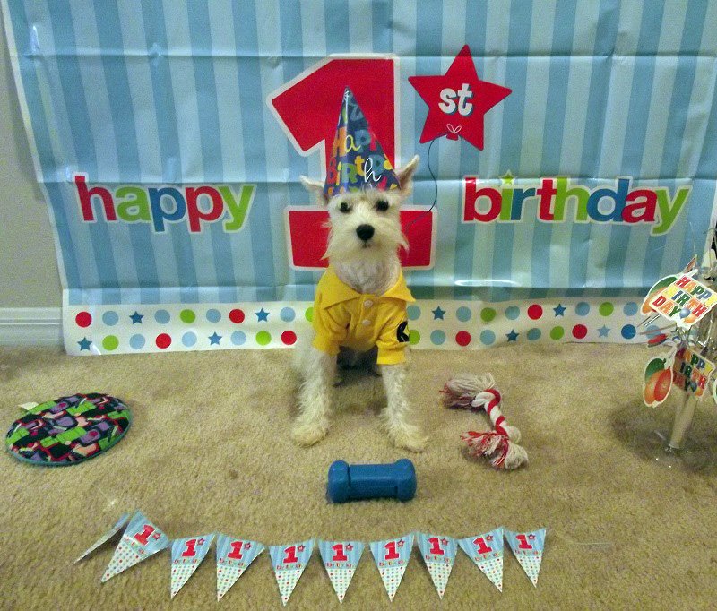 Dog's first birthday