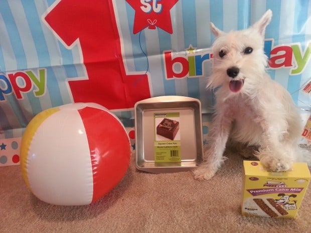It's Your Dog's Birthday! Time to Pawty! Come Wag Along