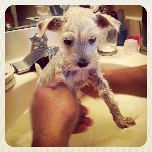 first puppy bath