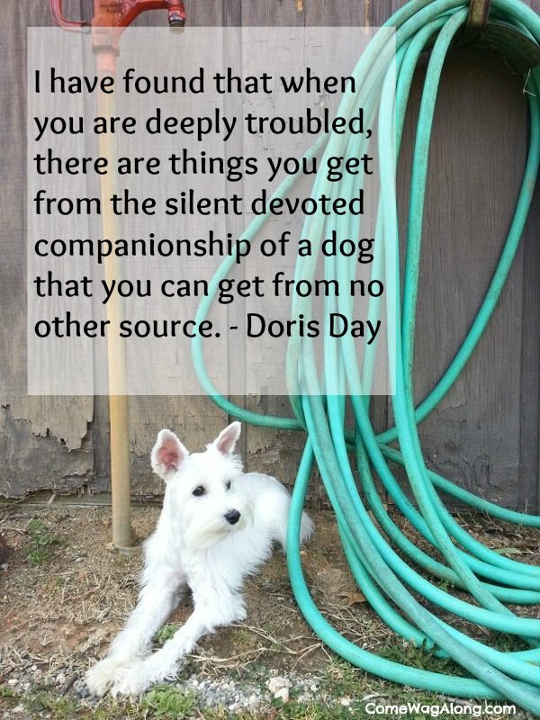 “I have found that when you are deeply troubled, there are things you get from the silent devoted companionship of a dog that you can get from no other source.” - Doris Day 
