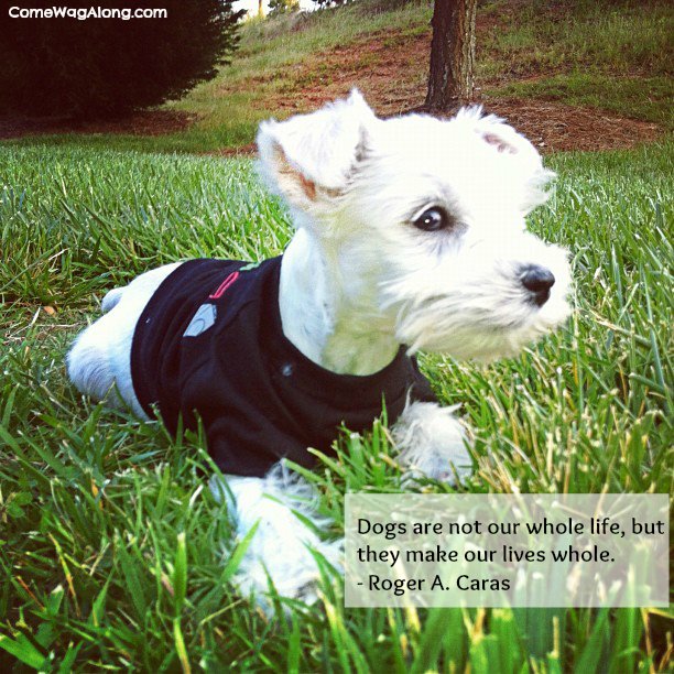 "Dogs are not our whole life, but they make our lives whole." - Roger Caras 