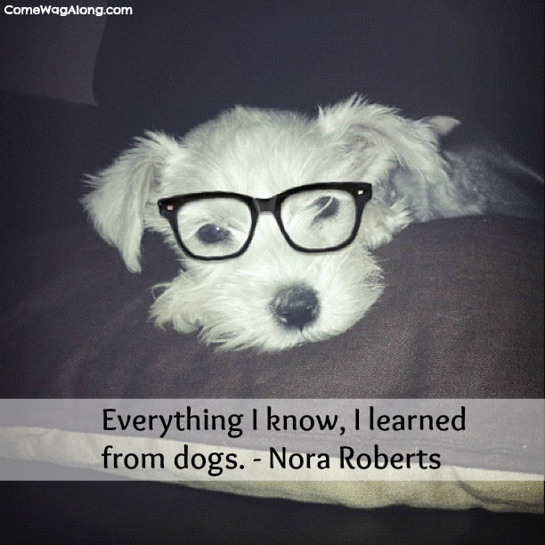 quotations dogs