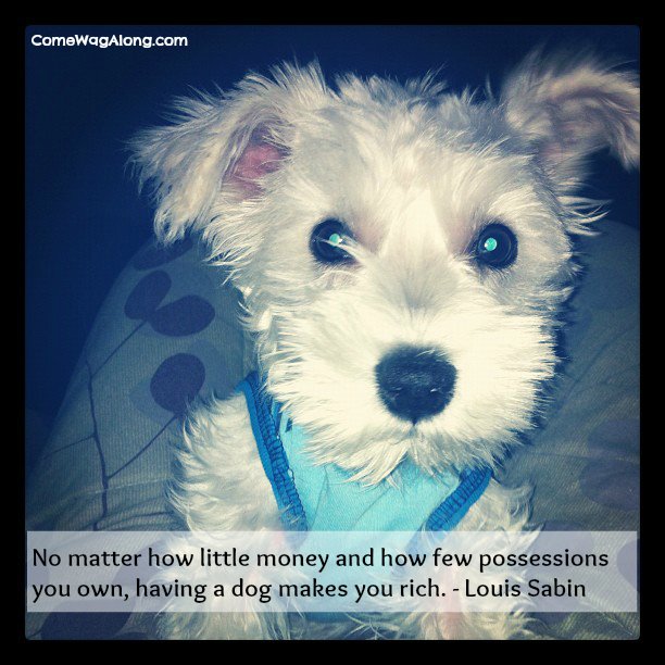 "No matter how little money and how few possessions you own, having a dog makes you rich" - Louis Sabin 