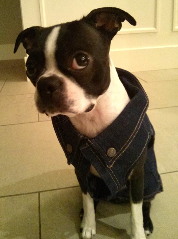 LuLu Bean - with a bark - dog jean jacket