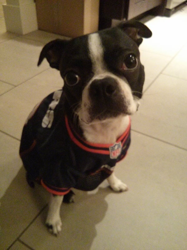 LuLu Bean - with a bark - dog jersey