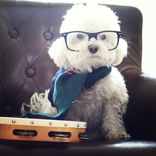 hipster dog scarf