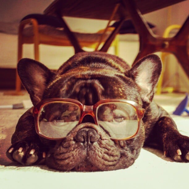french bulldog pictures