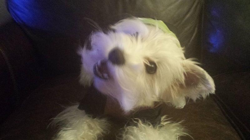 Green Monster - Frankenstein - Martha Stewart Pets - Dog Halloween Costume - Simba Rawr Cute