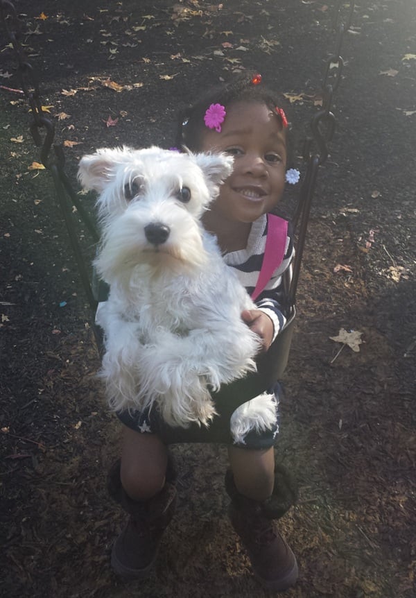 Mini Schnauzer