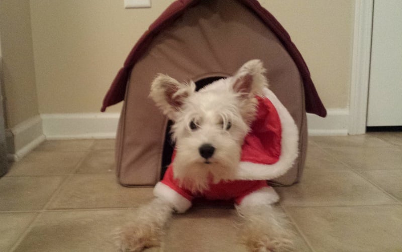 gifts for dogs