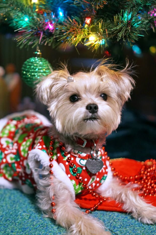 Minnie In Manhattan - Dog Fashion