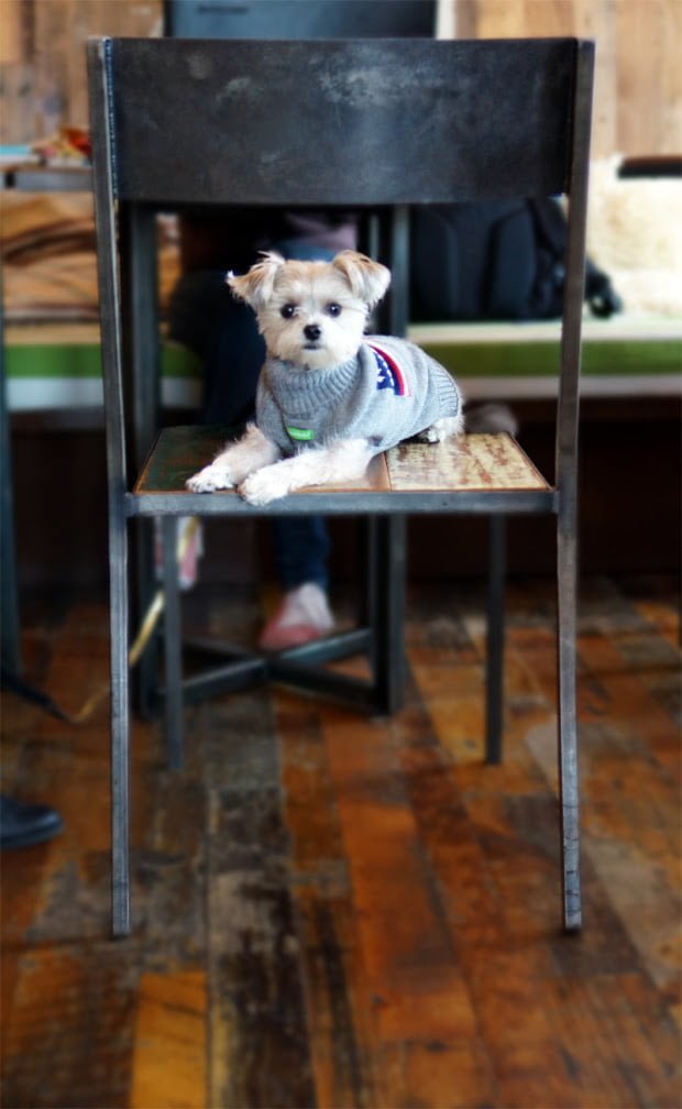 Minnie In Manhattan - dog clothes
