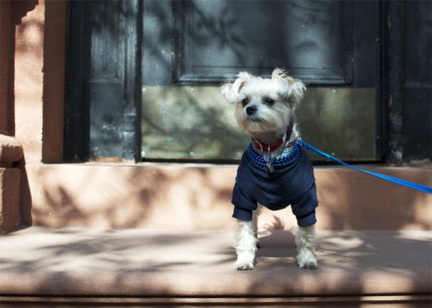 Minnie In Manhattan - cute dog pictures