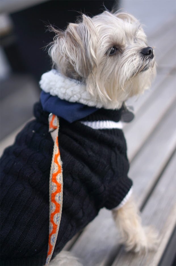 Minnie In Manhattan - dog model
