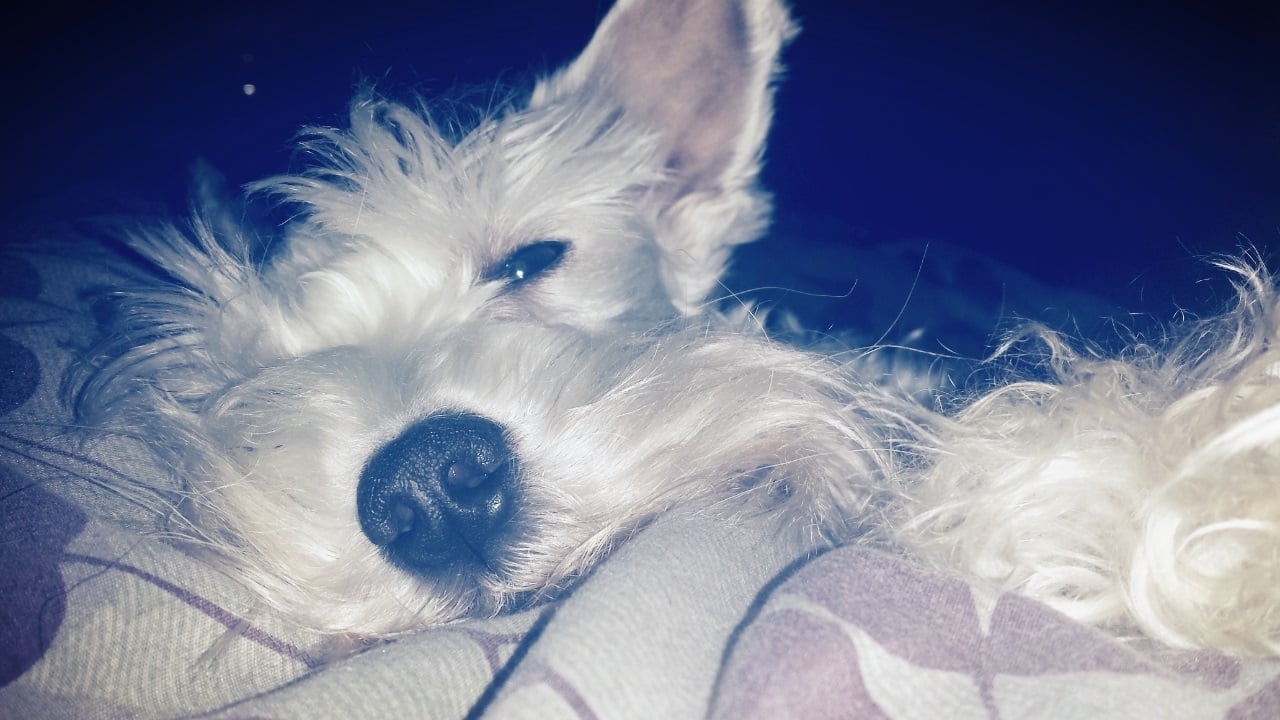 Project 365 - Simba the Sleepyhead
