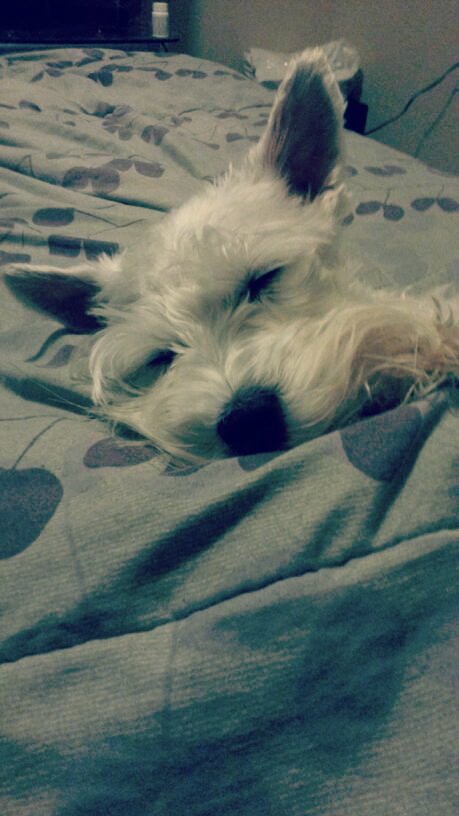 Pet Project 365 - Day 43 of 365