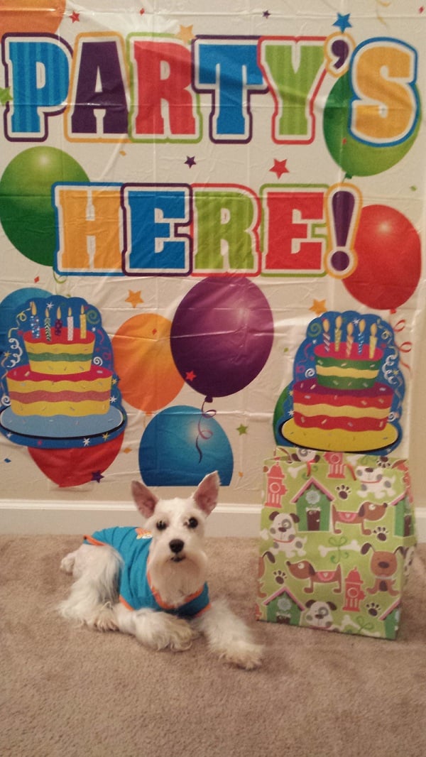 dog birthday