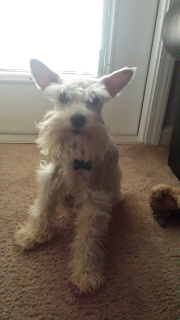 Pet Project 365 - Day 88