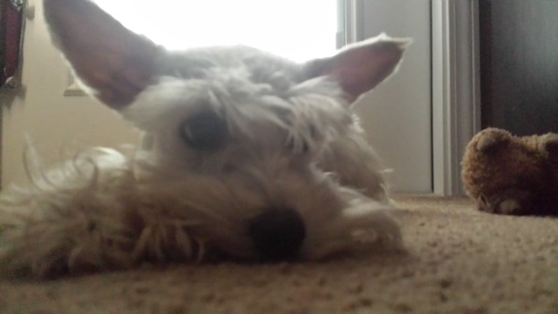 Pet Project 365 - Day 89