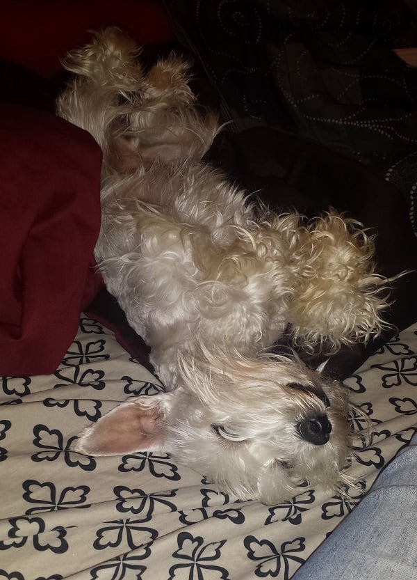 Pet Project 365 - Day 90