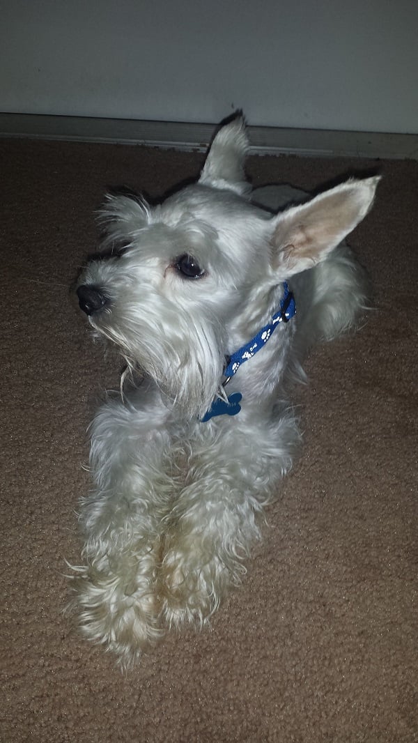 Pet Project 365 - Day 91