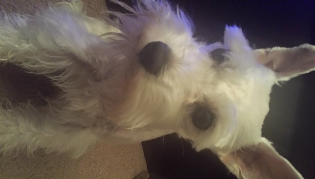 Pet Project 365 - Day 94