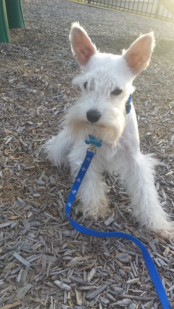 Pet Project 365 - Day 96