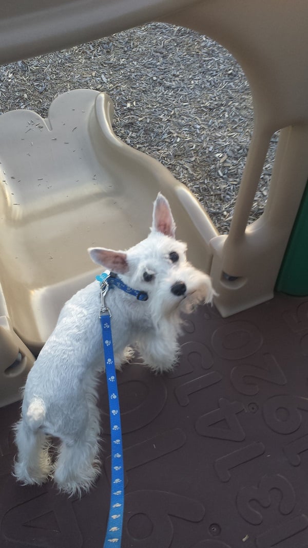 Pet Project 365 - Day 93