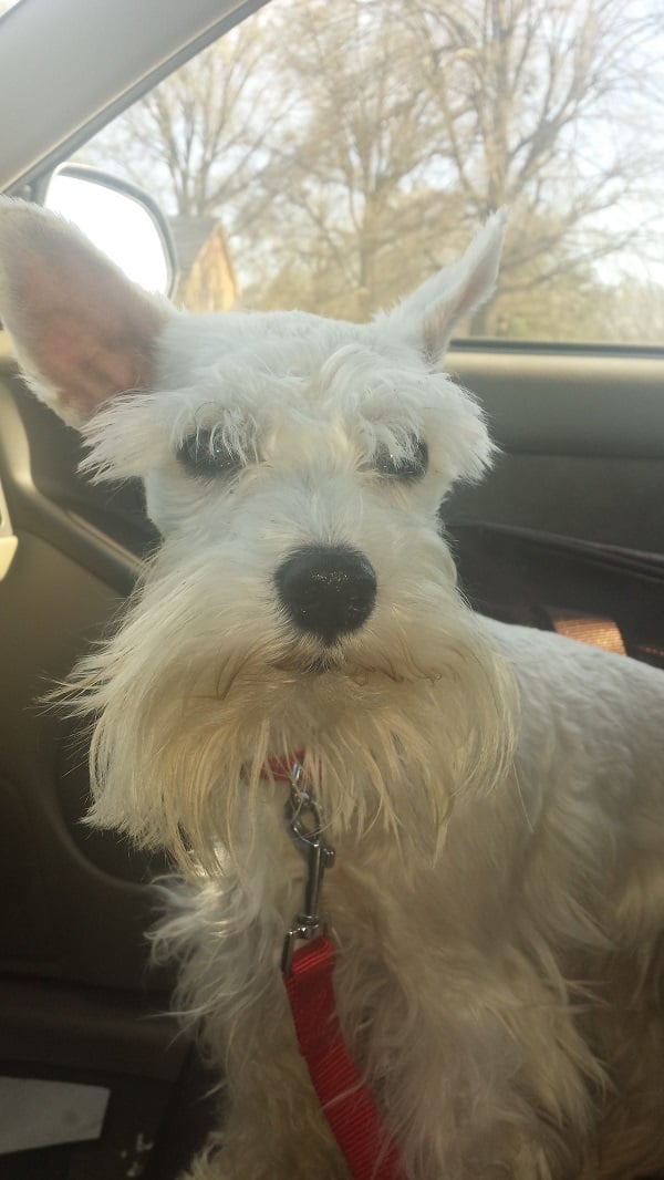 Pet Project 365 - Day 95