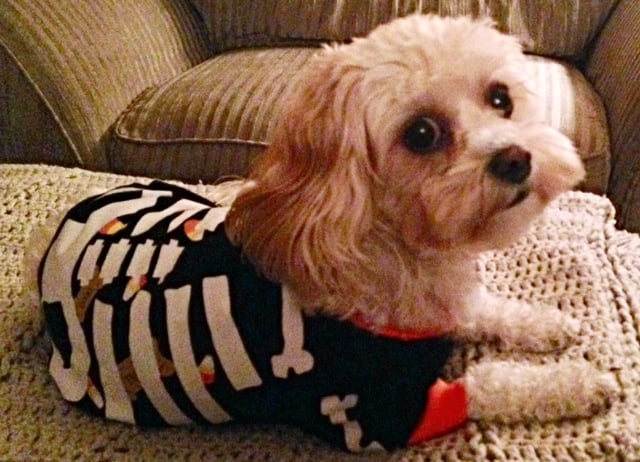 dog halloween costume