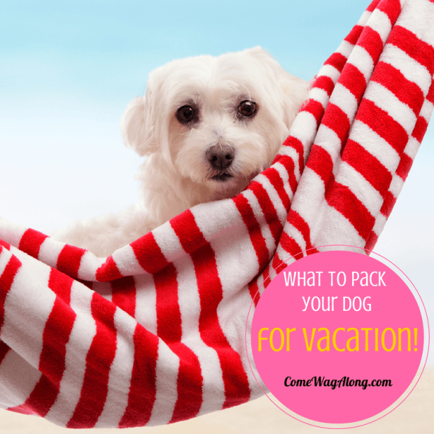 3 Places to Leave Your Dog When on Vacation Come Wag Along