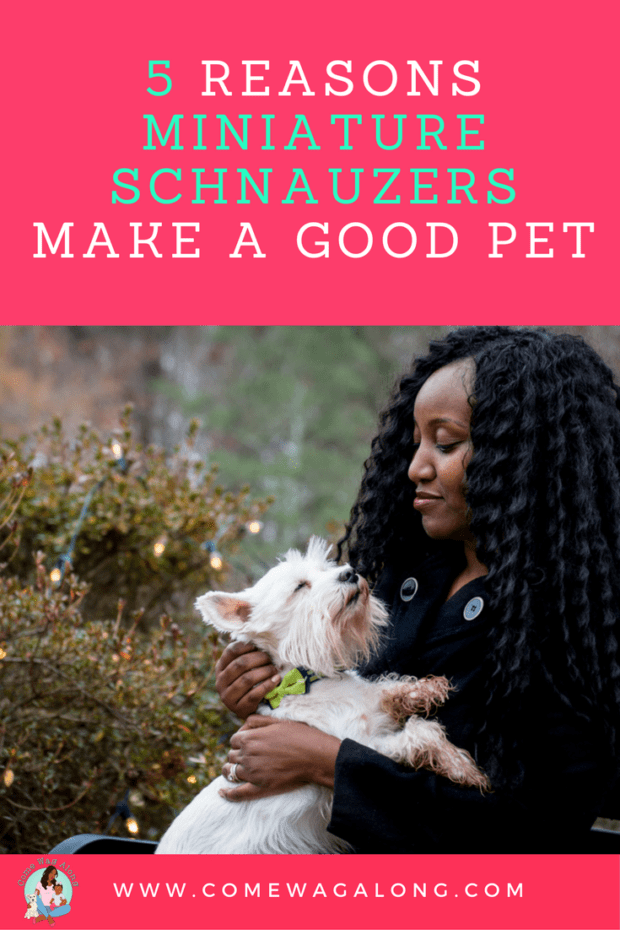 5 Reasons Miniature Schnauzers Make a Good Pet - ComeWagAlong.com