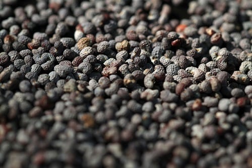 Poppy Seeds - Baby Size of Poppy Seed