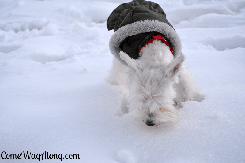 Dog sniffing snow