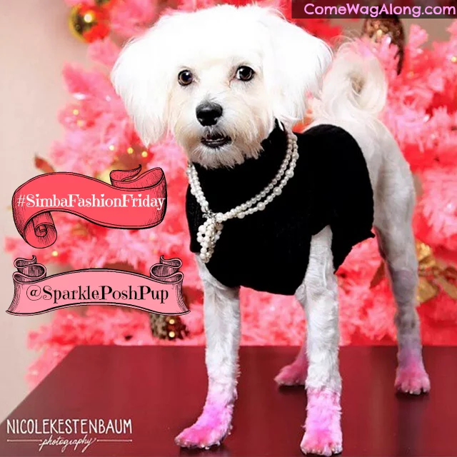 Sparkle the Posh Pup Maltese -  Pink Dog Paws insta