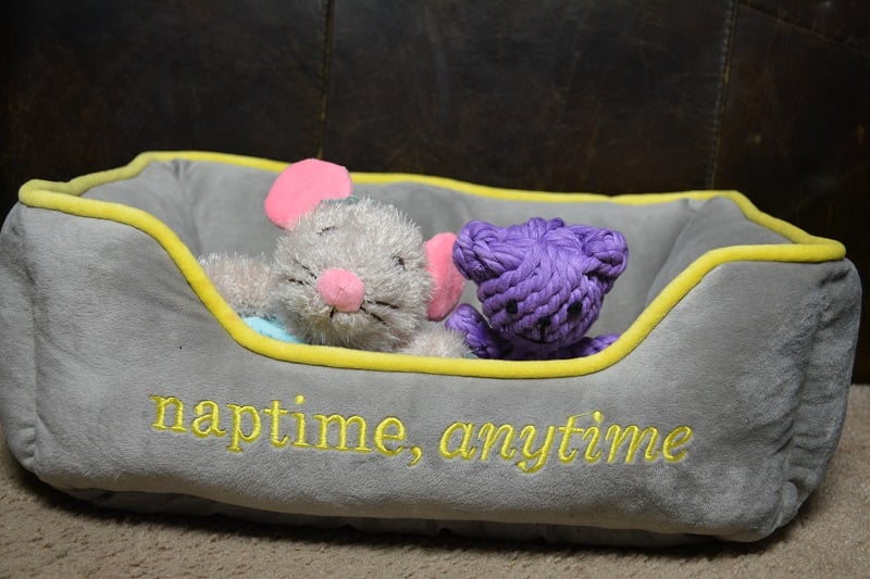 naptime anytime cuddler dog bed