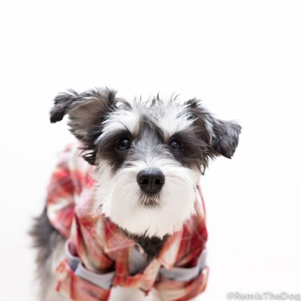 Remix The Dog the Mini Schnauzer is featured today for #SimbaFashionFriday on ComeWagAlong.com! Read all about him. Want your dog featured? Hashtag #SimbaFashionFriday on Instagram!