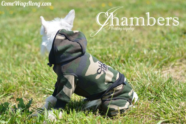 Check out our review of Theo Dog Fashion - Dog Hoodie and Pants on ComeWagAlong.com!