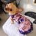 Wheels the Tiny Chihuahua - dog dress
