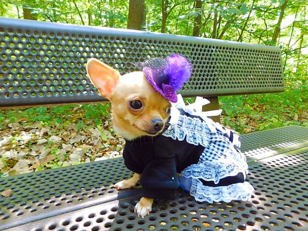 Wheels the Tiny Chihuahua - dog dresses