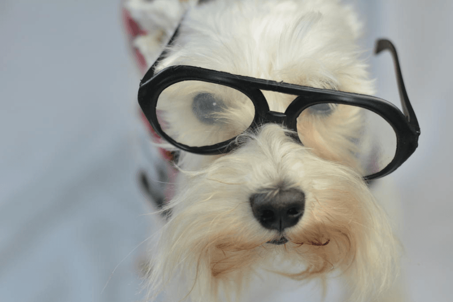 Hachi a dog's tale movie review