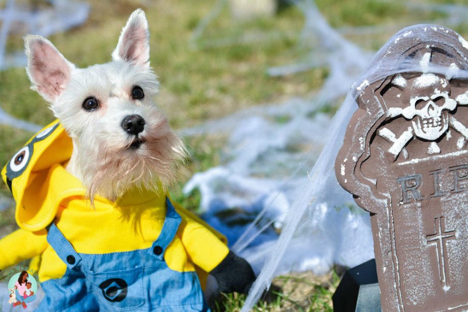 Mini Schnauzer Minion Dog Costume