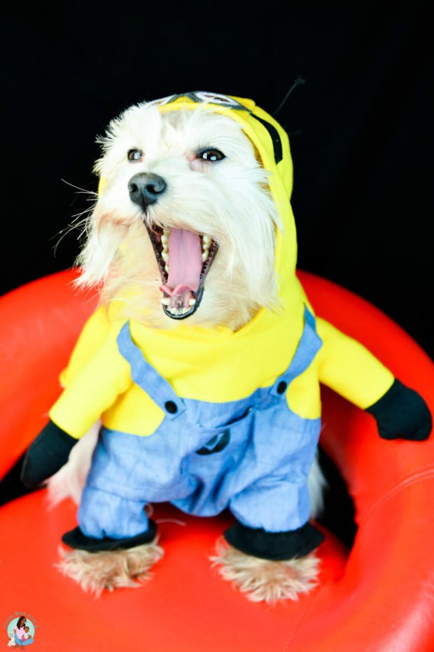 Silly Minion Dog Costume