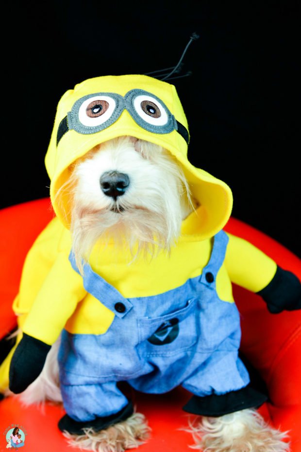 Small Dog Minion Costume