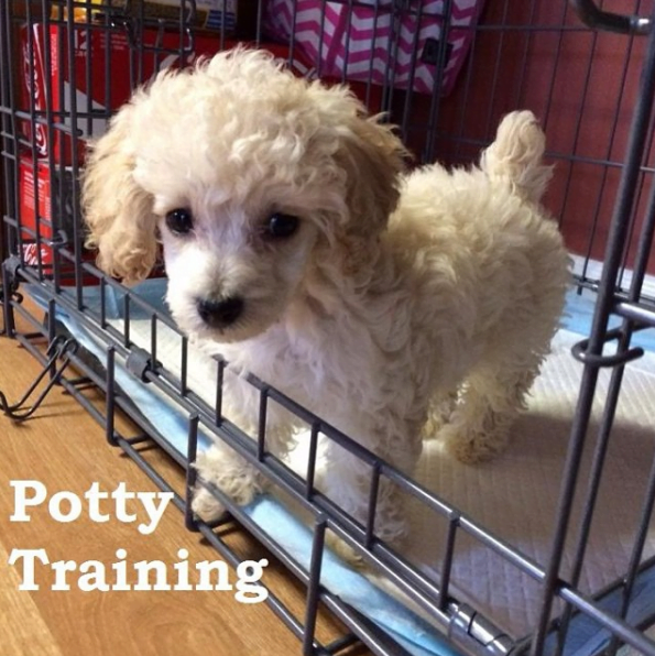 potty training with the puppy apartment